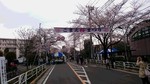 桜まつり　160403.JPG